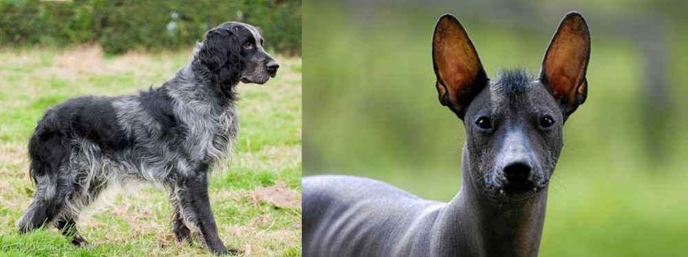 Mexican Hairless vs Blue Picardy Spaniel - Breed Comparison