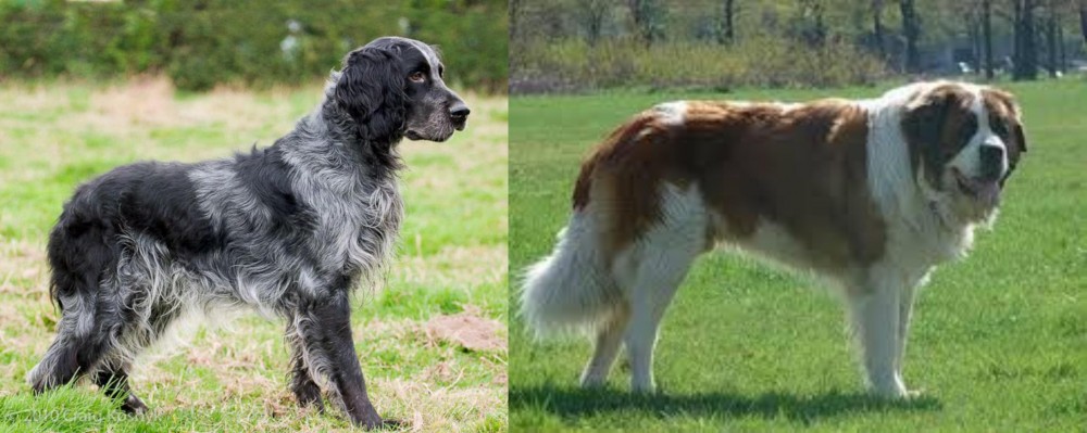 Moscow Watchdog vs Blue Picardy Spaniel - Breed Comparison