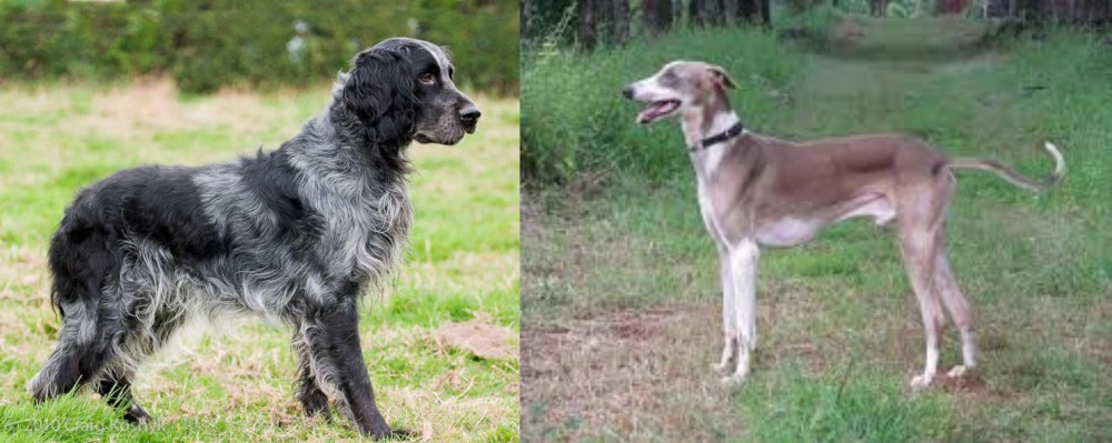 Mudhol Hound vs Blue Picardy Spaniel - Breed Comparison