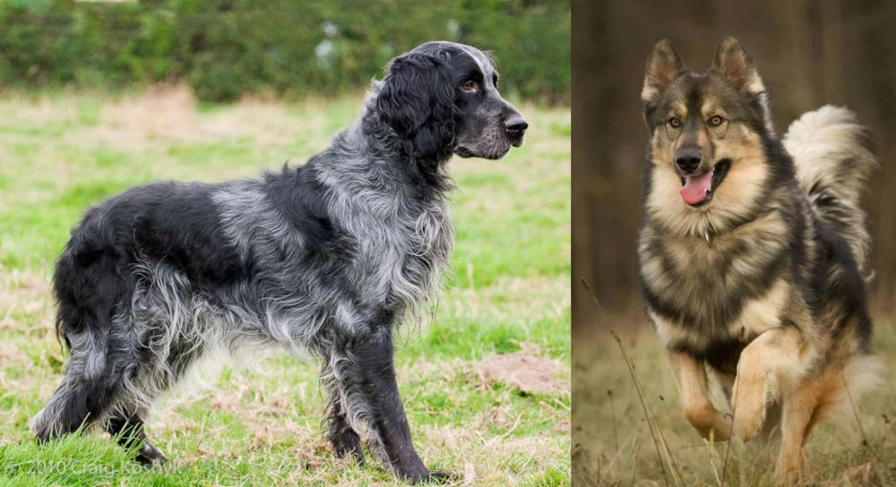 Native American Indian Dog vs Blue Picardy Spaniel - Breed Comparison