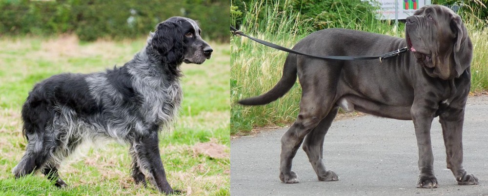 Neapolitan Mastiff vs Blue Picardy Spaniel - Breed Comparison