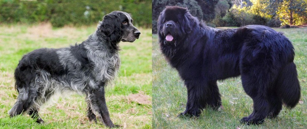 Newfoundland Dog vs Blue Picardy Spaniel - Breed Comparison