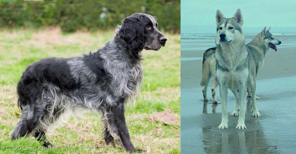 Northern Inuit Dog vs Blue Picardy Spaniel - Breed Comparison