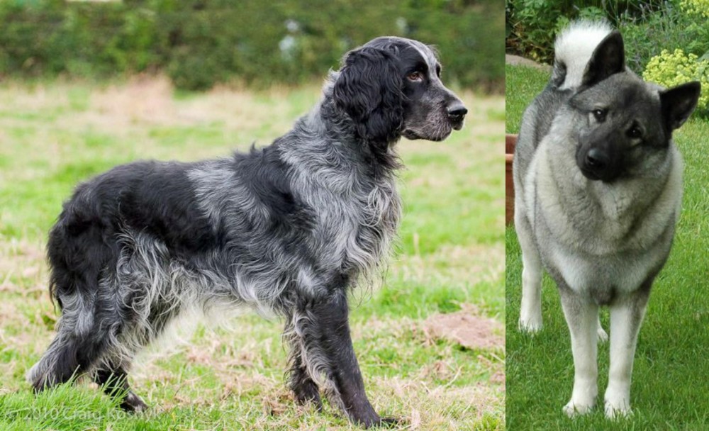 Norwegian Elkhound vs Blue Picardy Spaniel - Breed Comparison
