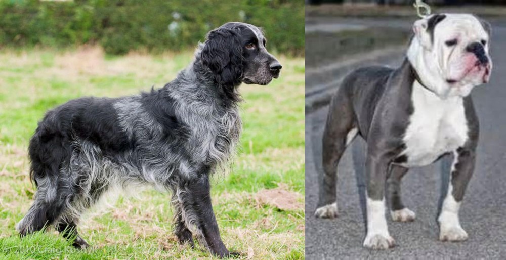 Old English Bulldog vs Blue Picardy Spaniel - Breed Comparison