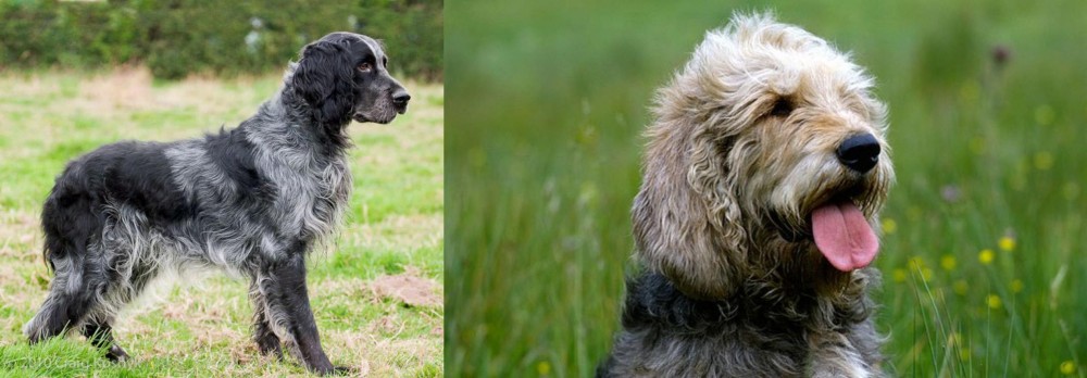 Otterhound vs Blue Picardy Spaniel - Breed Comparison