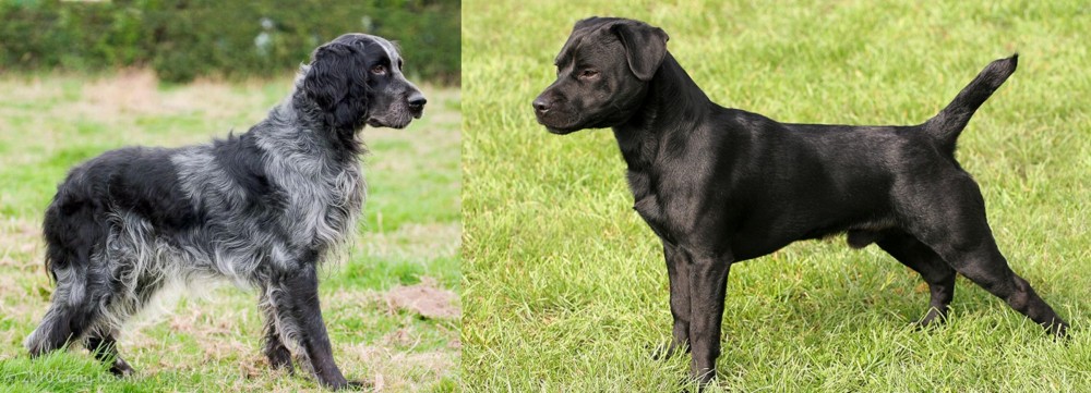 Patterdale Terrier vs Blue Picardy Spaniel - Breed Comparison
