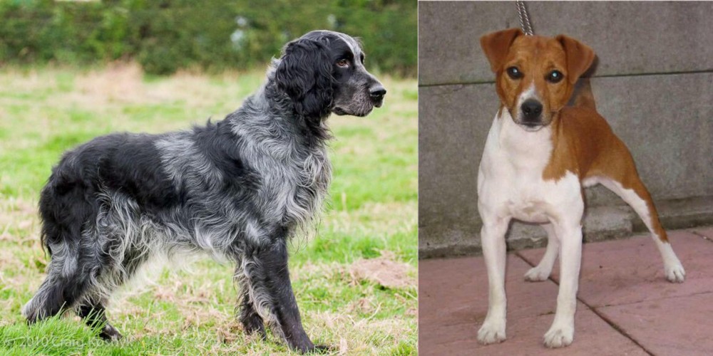 Plummer Terrier vs Blue Picardy Spaniel - Breed Comparison