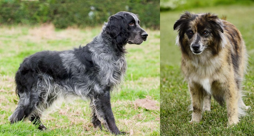 Pyrenean Shepherd vs Blue Picardy Spaniel - Breed Comparison
