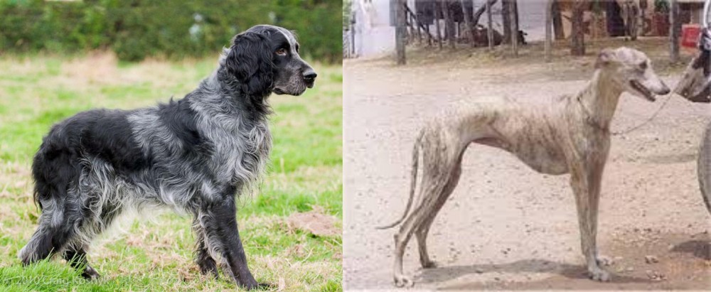 Rampur Greyhound vs Blue Picardy Spaniel - Breed Comparison
