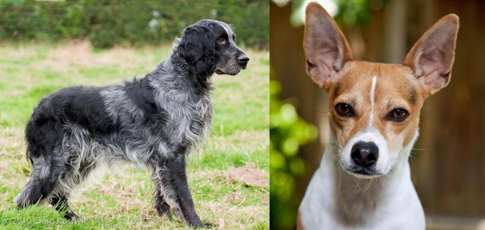 Rat Terrier vs Blue Picardy Spaniel - Breed Comparison