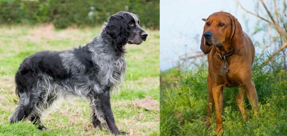 Redbone Coonhound vs Blue Picardy Spaniel - Breed Comparison