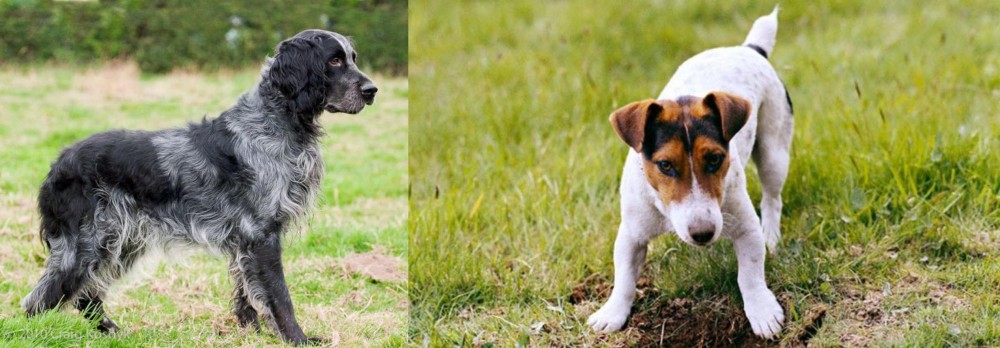 Russell Terrier vs Blue Picardy Spaniel - Breed Comparison