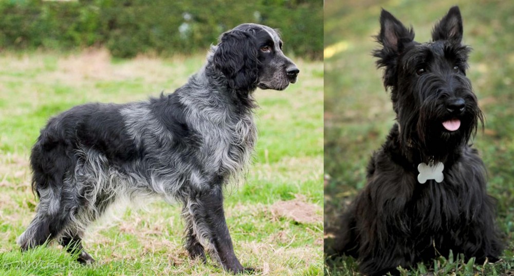 Scoland Terrier vs Blue Picardy Spaniel - Breed Comparison
