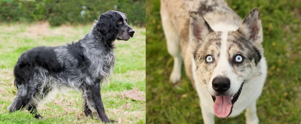 Shepherd Husky vs Blue Picardy Spaniel - Breed Comparison