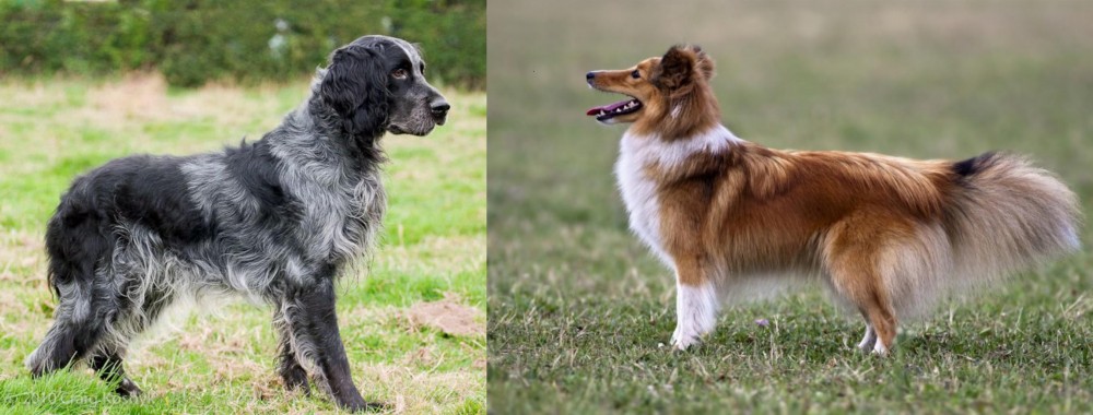 Shetland Sheepdog vs Blue Picardy Spaniel - Breed Comparison