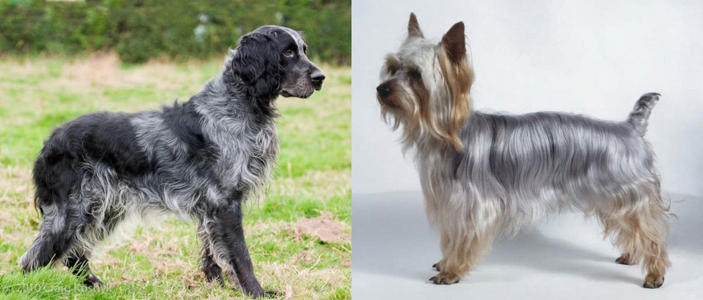 Silky Terrier vs Blue Picardy Spaniel - Breed Comparison