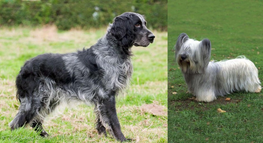 Skye Terrier vs Blue Picardy Spaniel - Breed Comparison