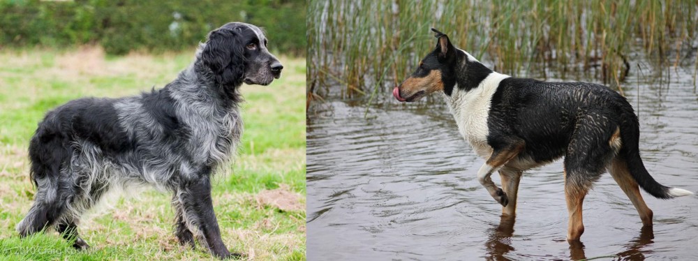 Smooth Collie vs Blue Picardy Spaniel - Breed Comparison