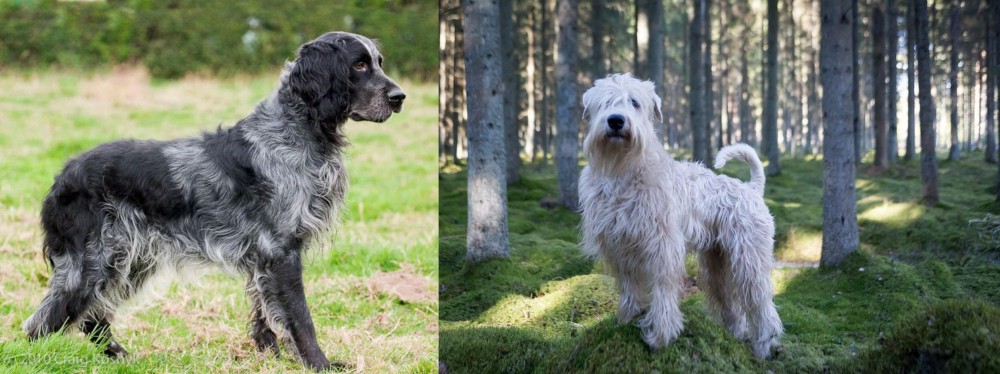 Soft-Coated Wheaten Terrier vs Blue Picardy Spaniel - Breed Comparison
