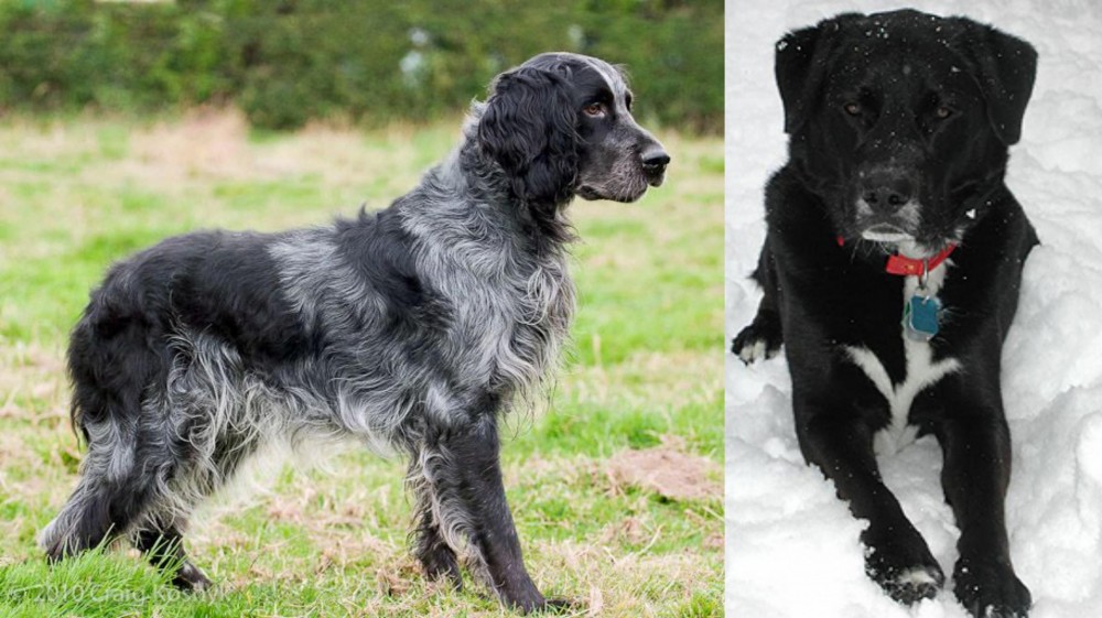 St. John's Water Dog vs Blue Picardy Spaniel - Breed Comparison