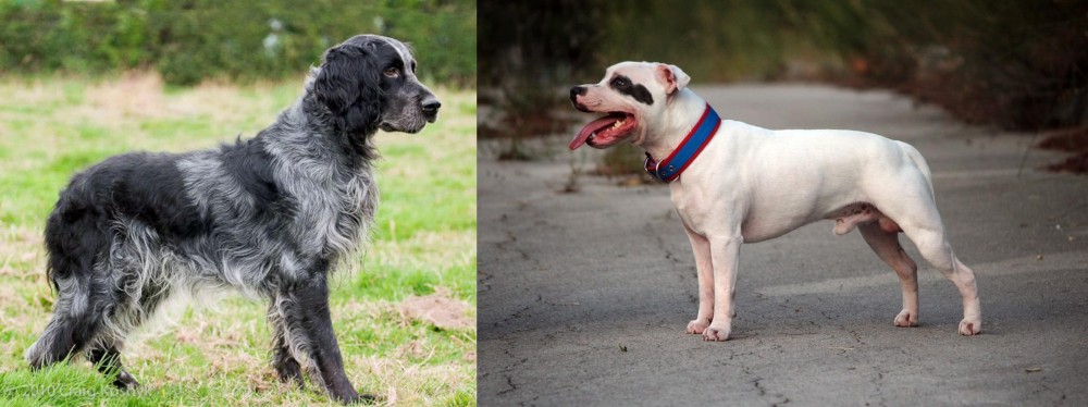 Staffordshire Bull Terrier vs Blue Picardy Spaniel - Breed Comparison
