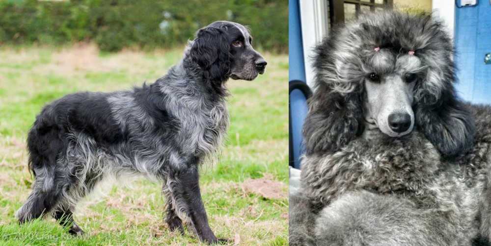 Standard Poodle vs Blue Picardy Spaniel - Breed Comparison