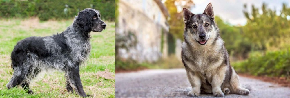 Swedish Vallhund vs Blue Picardy Spaniel - Breed Comparison