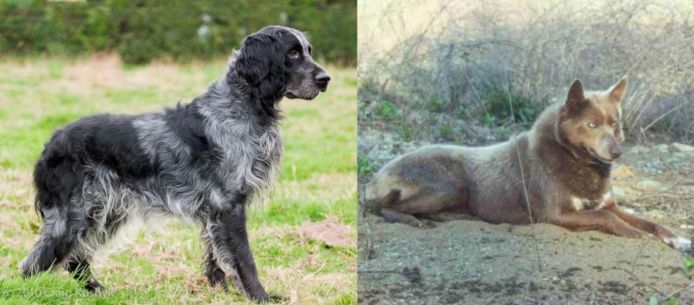 Tahltan Bear Dog vs Blue Picardy Spaniel - Breed Comparison