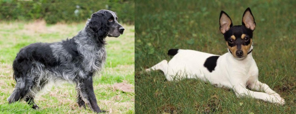 Toy Fox Terrier vs Blue Picardy Spaniel - Breed Comparison