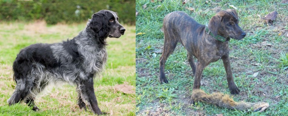 Treeing Cur vs Blue Picardy Spaniel - Breed Comparison