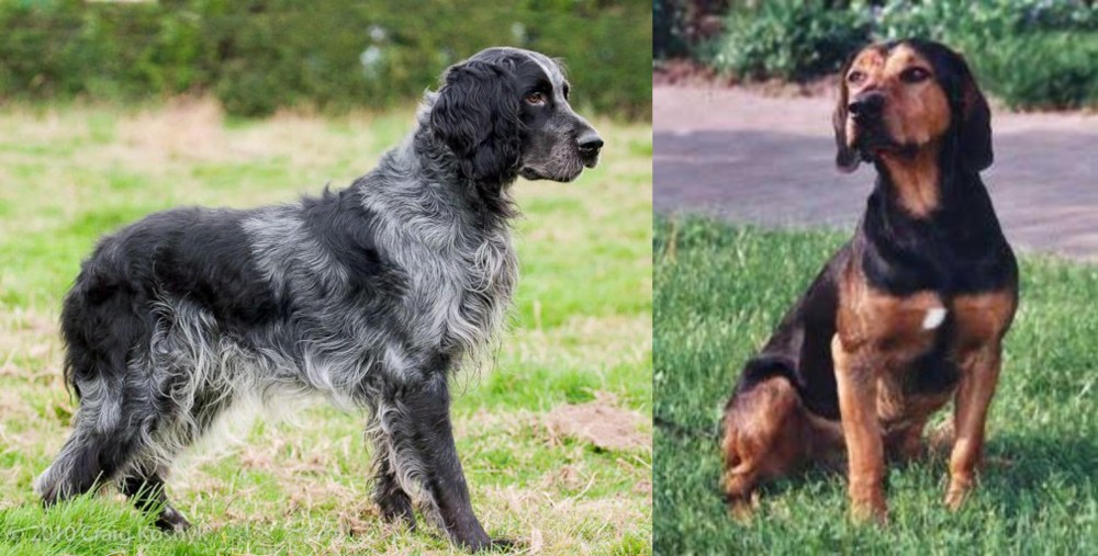 Tyrolean Hound vs Blue Picardy Spaniel - Breed Comparison