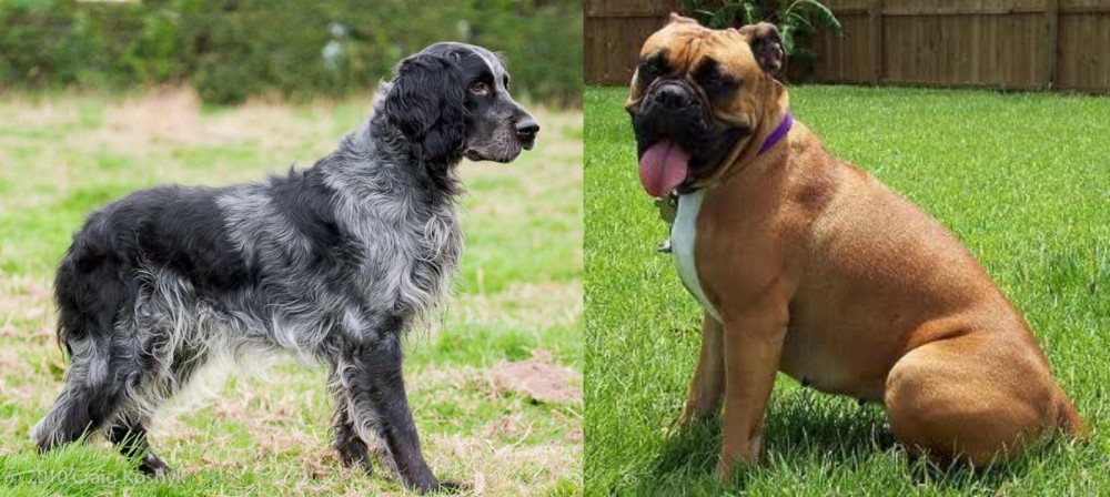 Valley Bulldog vs Blue Picardy Spaniel - Breed Comparison