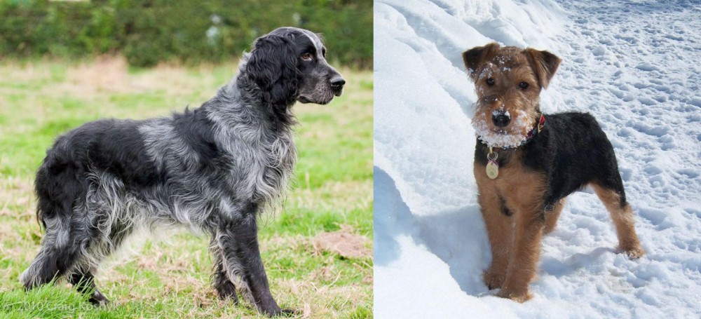 Welsh Terrier vs Blue Picardy Spaniel - Breed Comparison