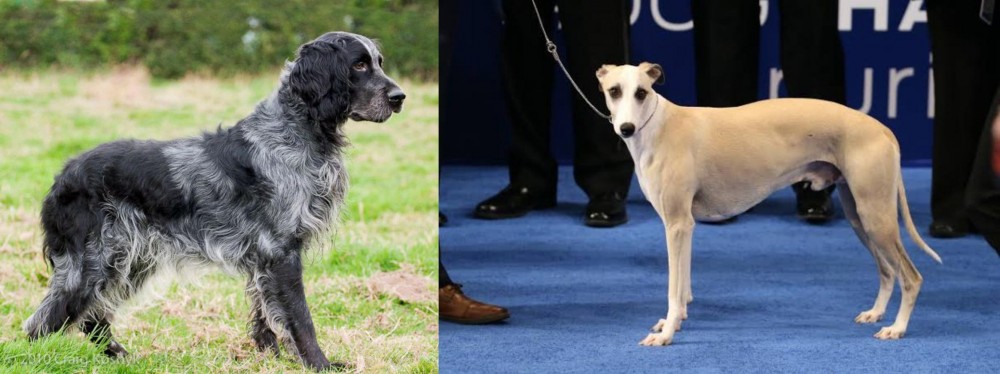 Whippet vs Blue Picardy Spaniel - Breed Comparison