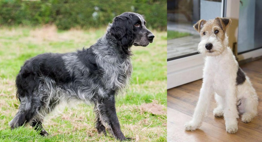 Wire Fox Terrier vs Blue Picardy Spaniel - Breed Comparison