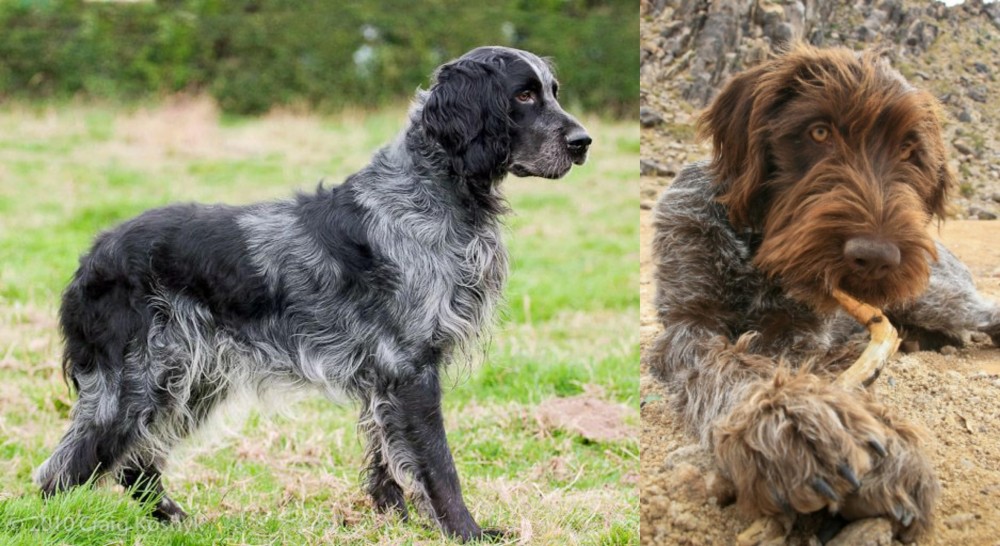Wirehaired Pointing Griffon vs Blue Picardy Spaniel - Breed Comparison