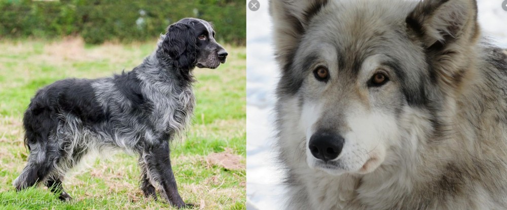Wolfdog vs Blue Picardy Spaniel - Breed Comparison