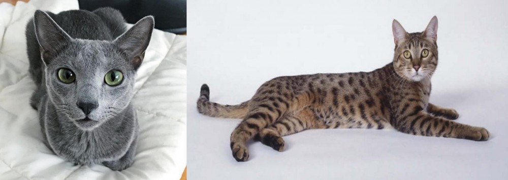 California Spangled Cat vs Blue Russian - Breed Comparison