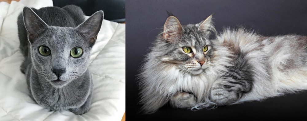Domestic Longhaired Cat vs Blue Russian - Breed Comparison