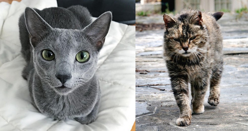 Farm Cat vs Blue Russian - Breed Comparison