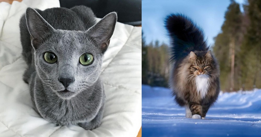 Norwegian Forest Cat vs Blue Russian - Breed Comparison