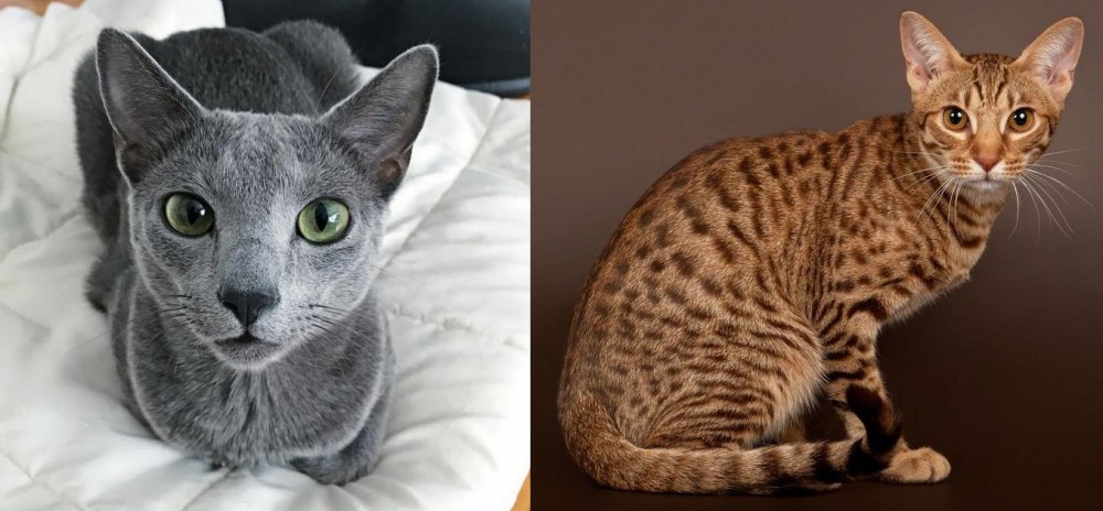 Ocicat vs Blue Russian - Breed Comparison