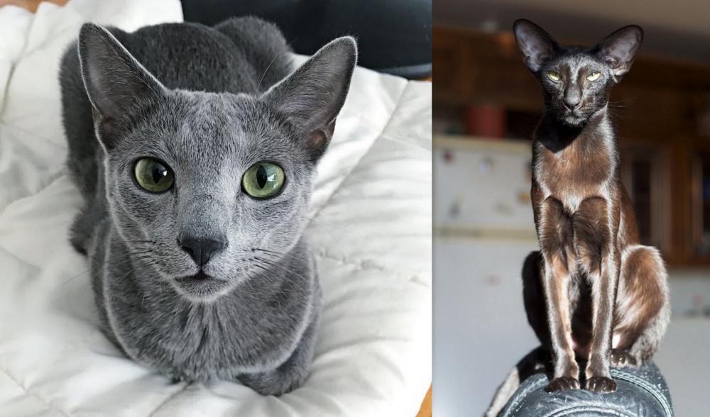 Oriental Shorthair vs Blue Russian - Breed Comparison