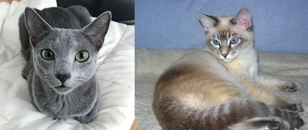 Tiger Cat vs Blue Russian - Breed Comparison