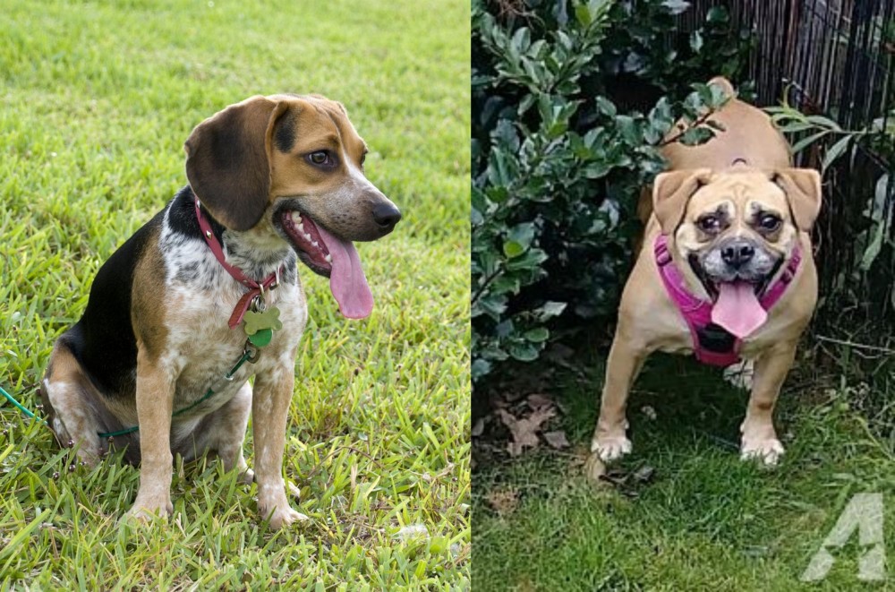 Beabull vs Bluetick Beagle - Breed Comparison