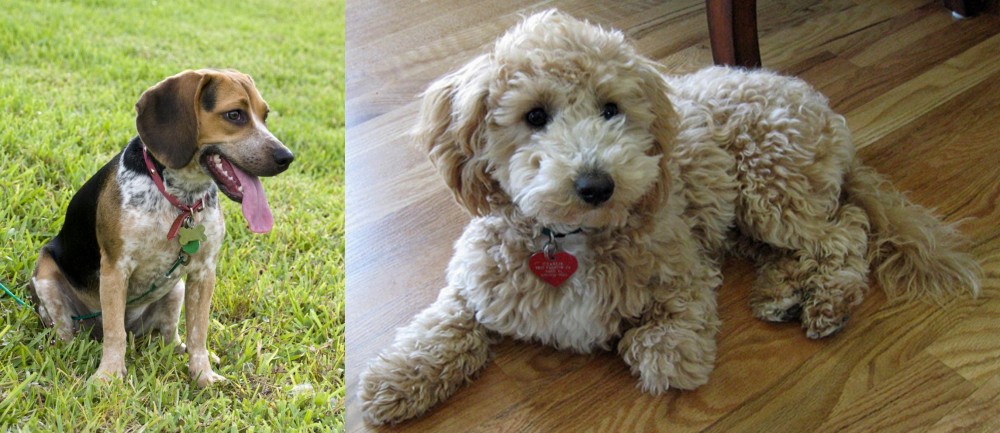 Bichonpoo vs Bluetick Beagle - Breed Comparison