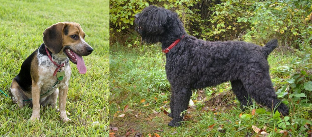 Black Russian Terrier vs Bluetick Beagle - Breed Comparison