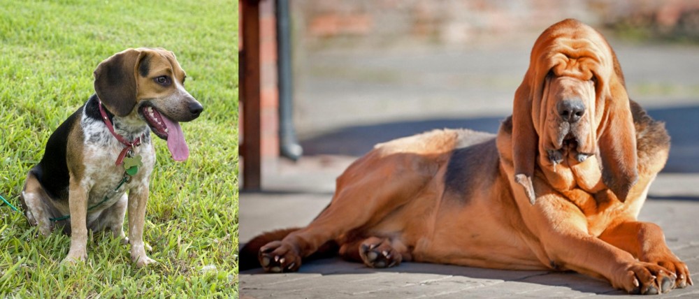 Bloodhound vs Bluetick Beagle - Breed Comparison