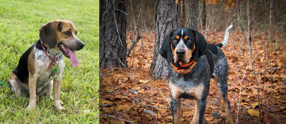 Bluetick Coonhound vs Bluetick Beagle - Breed Comparison
